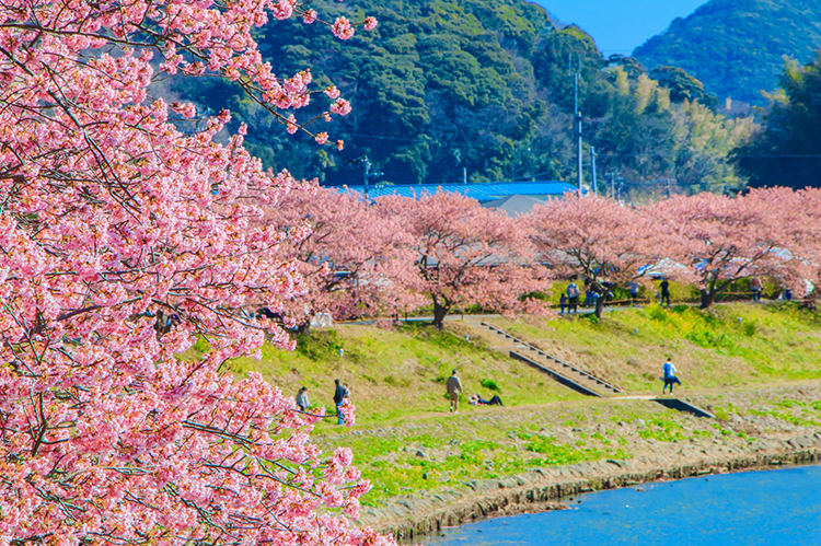 みなみの桜と菜の花まつり